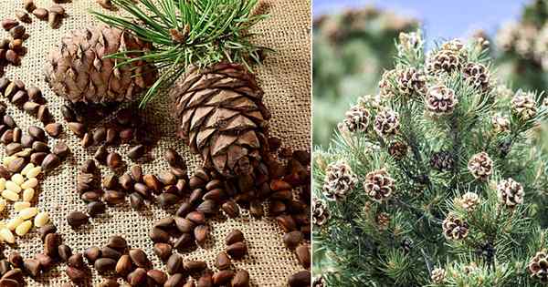 Dari mana kacang pinus datang? | Fakta Pemakanan Pine Nuts