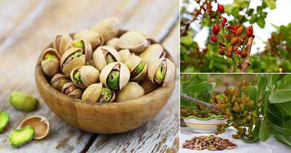 Dari mana pistachios berasal? Dari mana pistachios berasal dari?