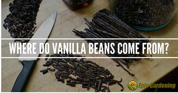Dari mana datangnya kacang vanila?