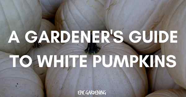 Białe (duch) Pumpkins Care, typy i porady uprawne