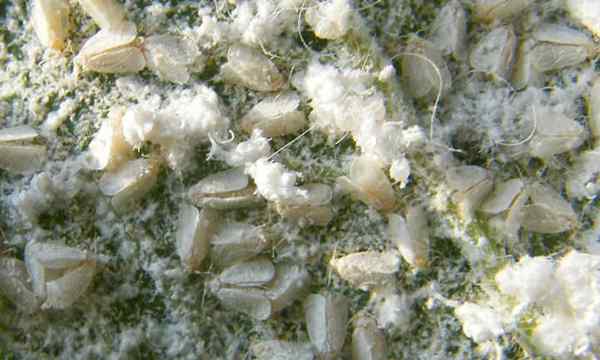 Whiteflies menghapuskan perosak putih kecil