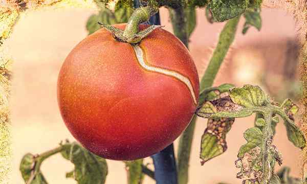 ¿Por qué los tomates se dividen en la vid??