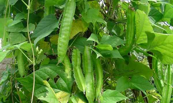 Winged Bean Plant Care Posmaruje Smoka fasolka