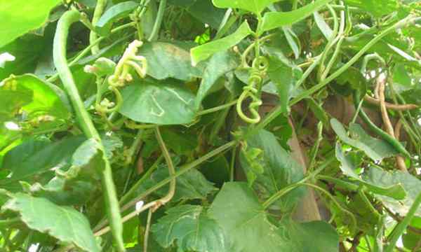 Yardlong -Bohnenpflanzen, die Spargelbohnen anbauen