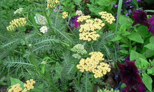 Yarrow Plant yang mudah ditanam Pollinator Lure