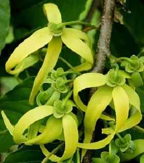 Penjagaan tumbuhan ylang ylang (pokok)