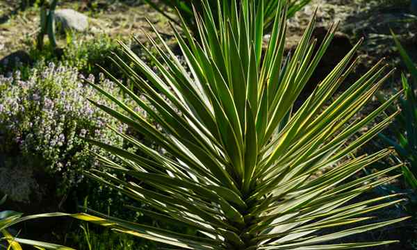 Yucca aloifolia bagaimana tumbuh tumbuhan pisau Sepanyol