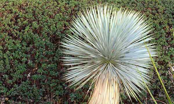 Yucca Rostrata Care Rosnące niebieską roślinę jucca