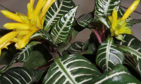 Cuidados de plantas zebra Aphelandra squarrosa em casa