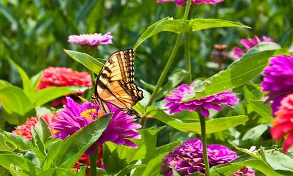 Zinnia flores brillantes y alegres