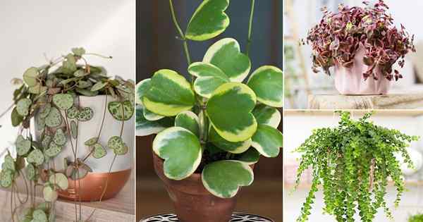 10 beaux plantes succulentes en forme de cœur
