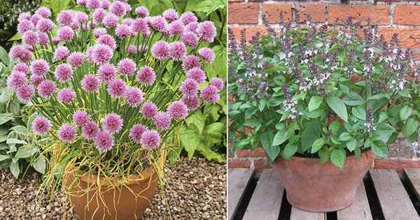 10 herba cantik dengan bunga ungu