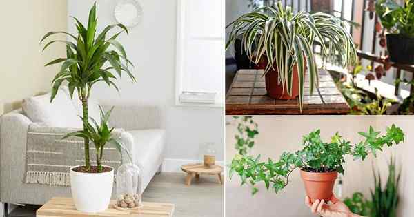10 meilleures plantes d'intérieur pour les personnes stressées