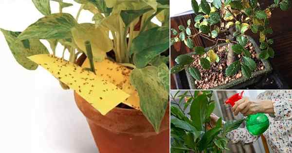 10 gemeinsame Zimmerpflanze und wie man sie loswerden