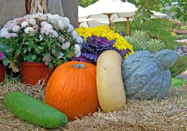 10 tipos diferentes de calabazas que son comestibles