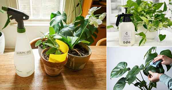 10 petua penting untuk menggunakan minyak neem untuk houseplants