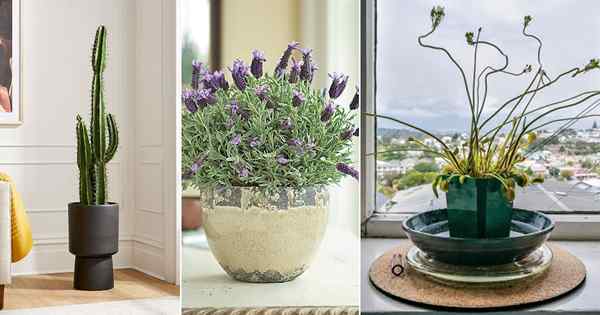 10 beliebteste Zimmerpflanzen laut Tiktok