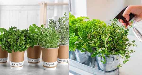 10 tips rahasia untuk menumbuhkan herbal paling harum