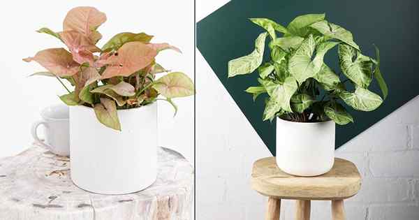 10 Avantages de la plante Syngonium | Principales raisons de cultiver une plante de pointe de flèche