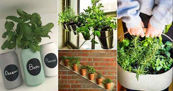 10 einzigartige DIY -Kräutergarten -Ideen für Sie