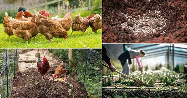 10 usos de pollos en el jardín