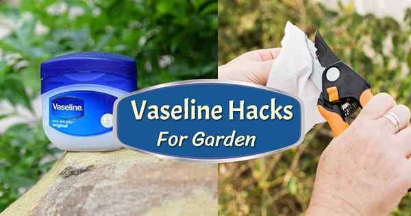 10 Vaseline verwendet & Hacks für jeden Gärtner