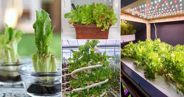 10 Möglichkeiten, das ganze Jahr über den Salat im Innenbereich zu züchten