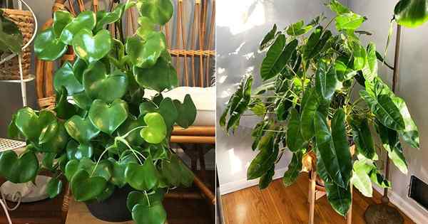11 belas variedades de Philodendron que você pode crescer a partir de estacas