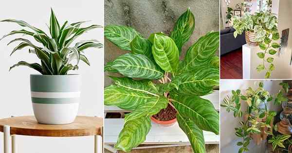 11 belles plantes qui ressemblent à Philodendron Birkin