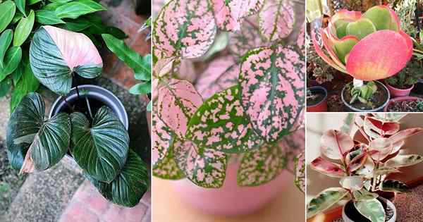 11 schöne Pflanzen mit rosa und grünen Blättern