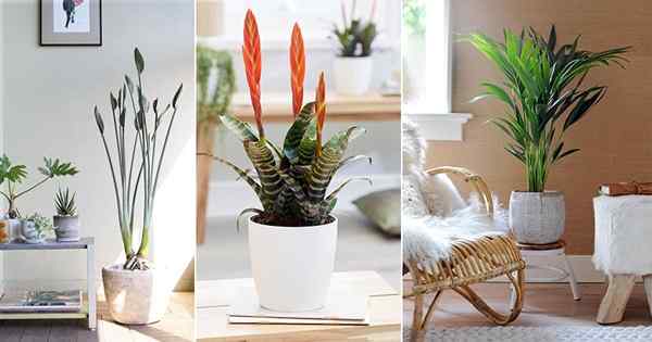 11 Hermosas plantas de interior rectas de cultivo
