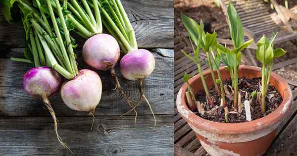 11 mejores vegetales de raíz para contenedores