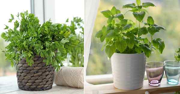 11 Herbal Windowsill Terbaik | Herbal untuk menanam di dalam ruangan