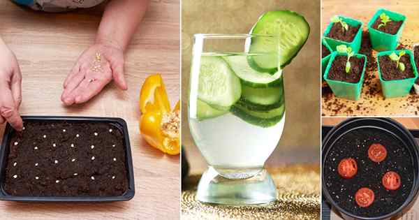 11 trik awal biji brilian untuk menanam sayuran secara gratis!