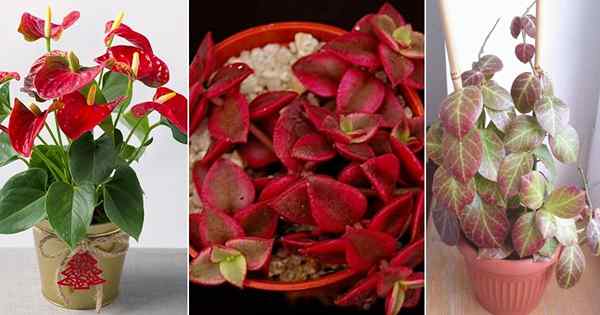 11 plantas internas em forma de coração vermelho encantador