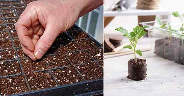 11 Los errores de inicio de semillas comunes deben evitar los principiantes