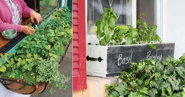 11 Ideas creativas de jardín de hierbas en las cajas de ventanas