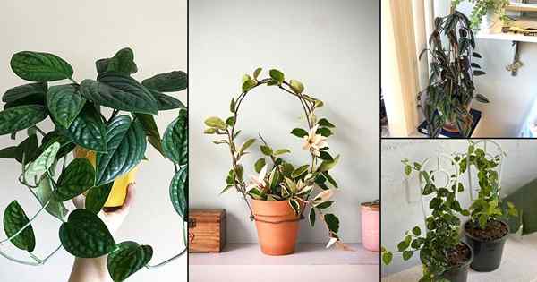 12 najlepszych roślin domowych | Łatwy w uprawie wspinaczy