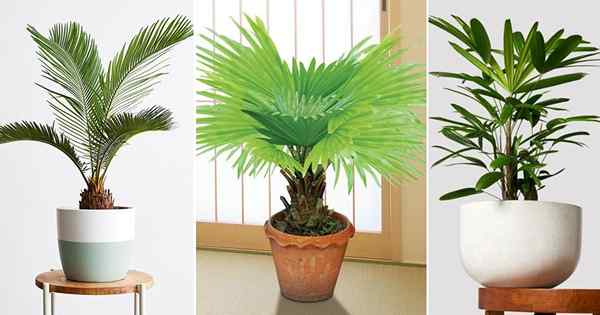 12 meilleures paumes naines pour les maisons | Variétés de palmiers courtes