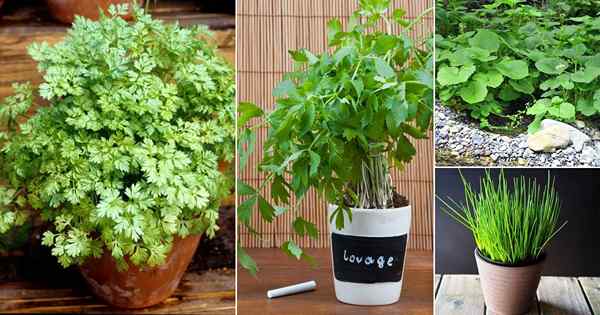 12 herba teduh separa terbaik yang boleh anda tumbuh