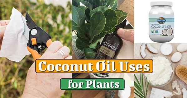 12 Zastosowania oleju kokosowego w ogrodzie i domu | Używanie oleju kokosowego dla roślin