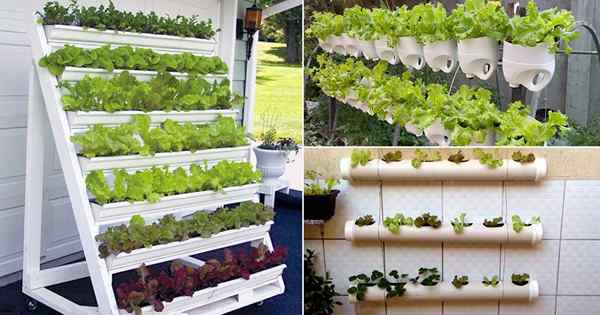 12 Idéias de jardim de alface vertical fáceis de fazer DIY