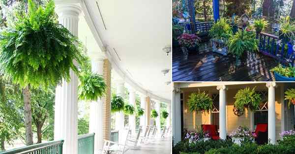 12 Fabulous Front Porch Decoration Ideas com samambaias