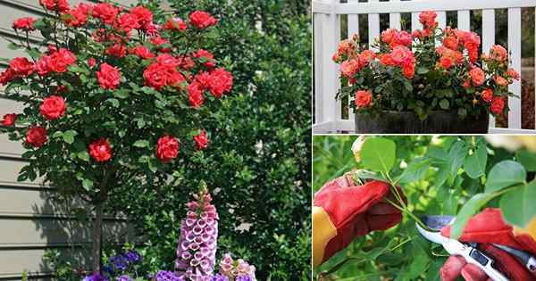 12 Fantastische Tipps, um Rosen blühen zu lassen