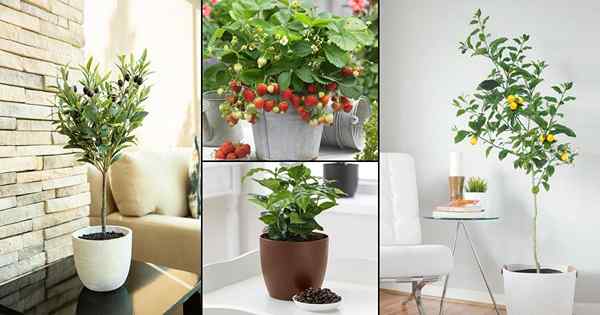 12 Früchte, die Sie als Zimmerpflanze im Innenraum wachsen können