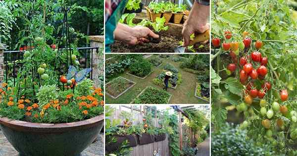 12 świetnych wskazówek, jak założyć ogród kuchenny, powinien wiedzieć, że każdy początkujący powinien!