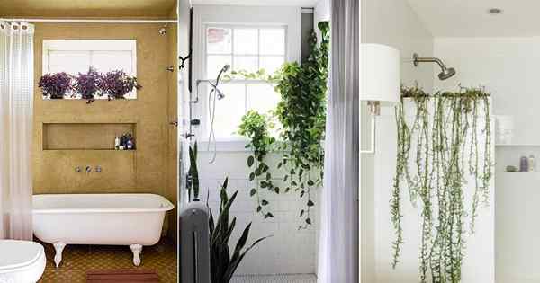 12 Great Vining Habels pour salle de bain | Plantes intérieures traînantes