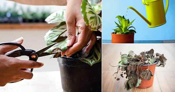 12 hacks qui ramèneront la vie de toute plante mourante