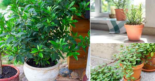 12 Herba Anda boleh tumbuh dari lapisan | Menyebarkan herba dari lapisan