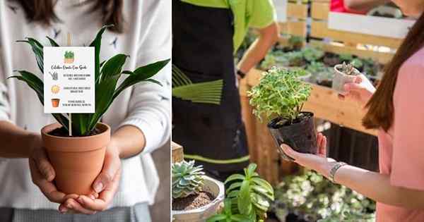 12 Tip Pembelian Houseplant Penting | Panduan Pembelian Tumbuhan Pemula